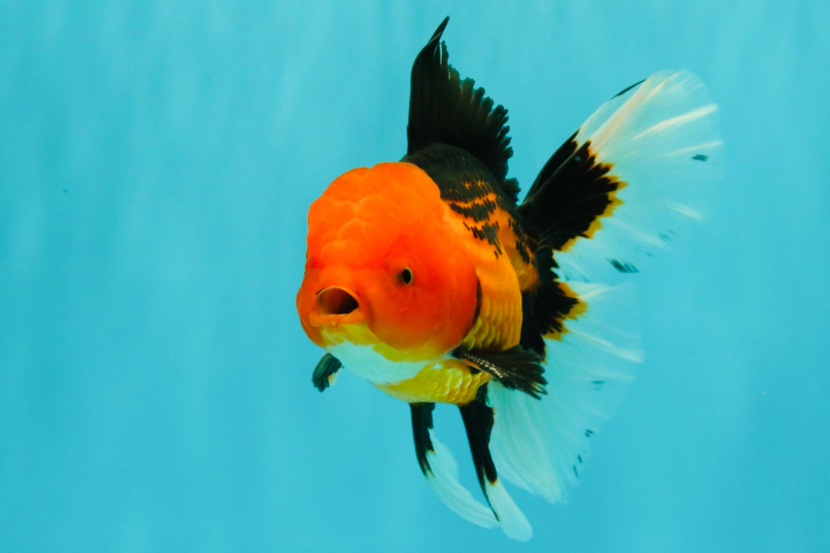 UNIQUE AAA Grade Apache Oranda Male 6 inches #101626OR_07