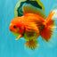 AAA Grade Red White Oranda Male 5.5 inches #080726OR_10