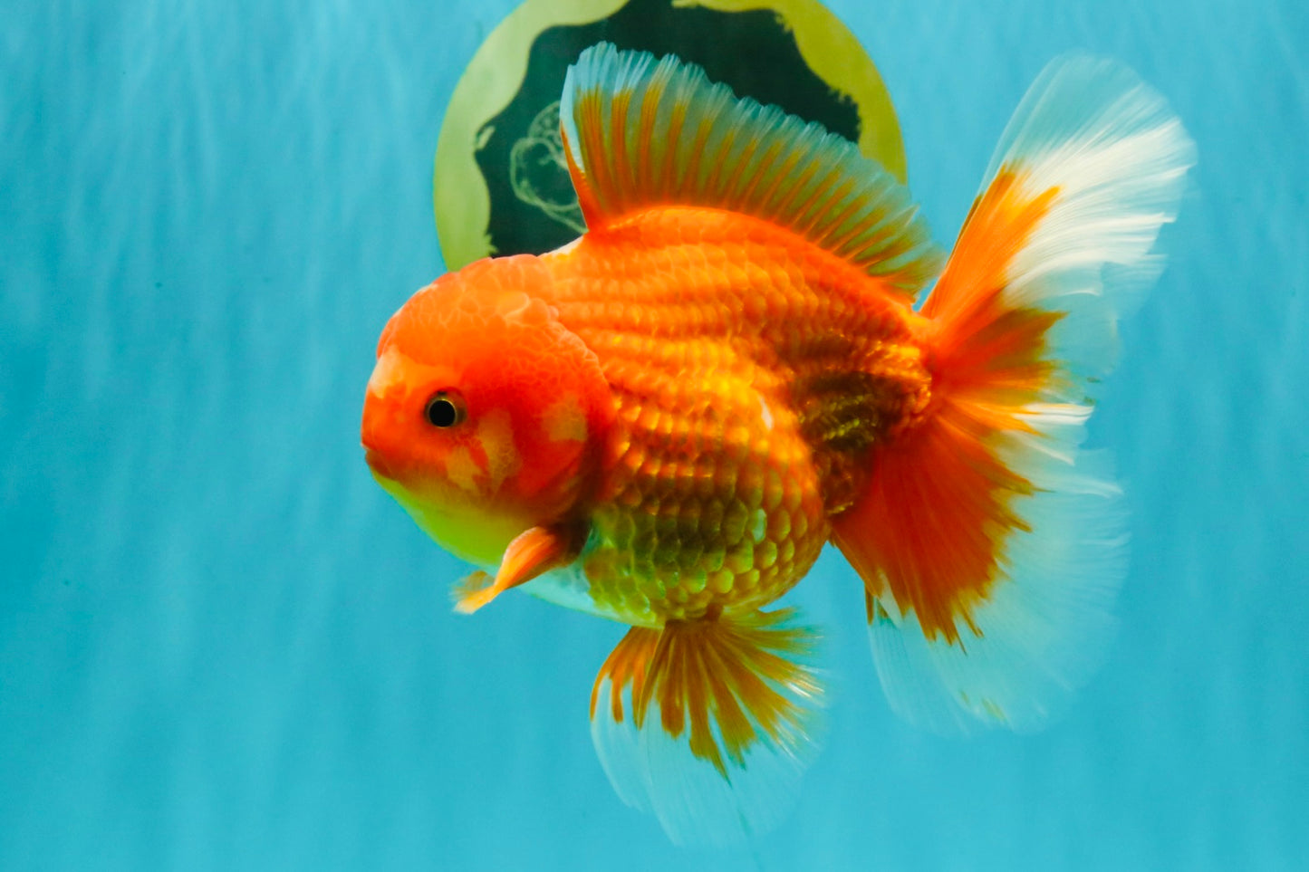 AAA Grade Red White Oranda Male 5.5 inches #080726OR_10