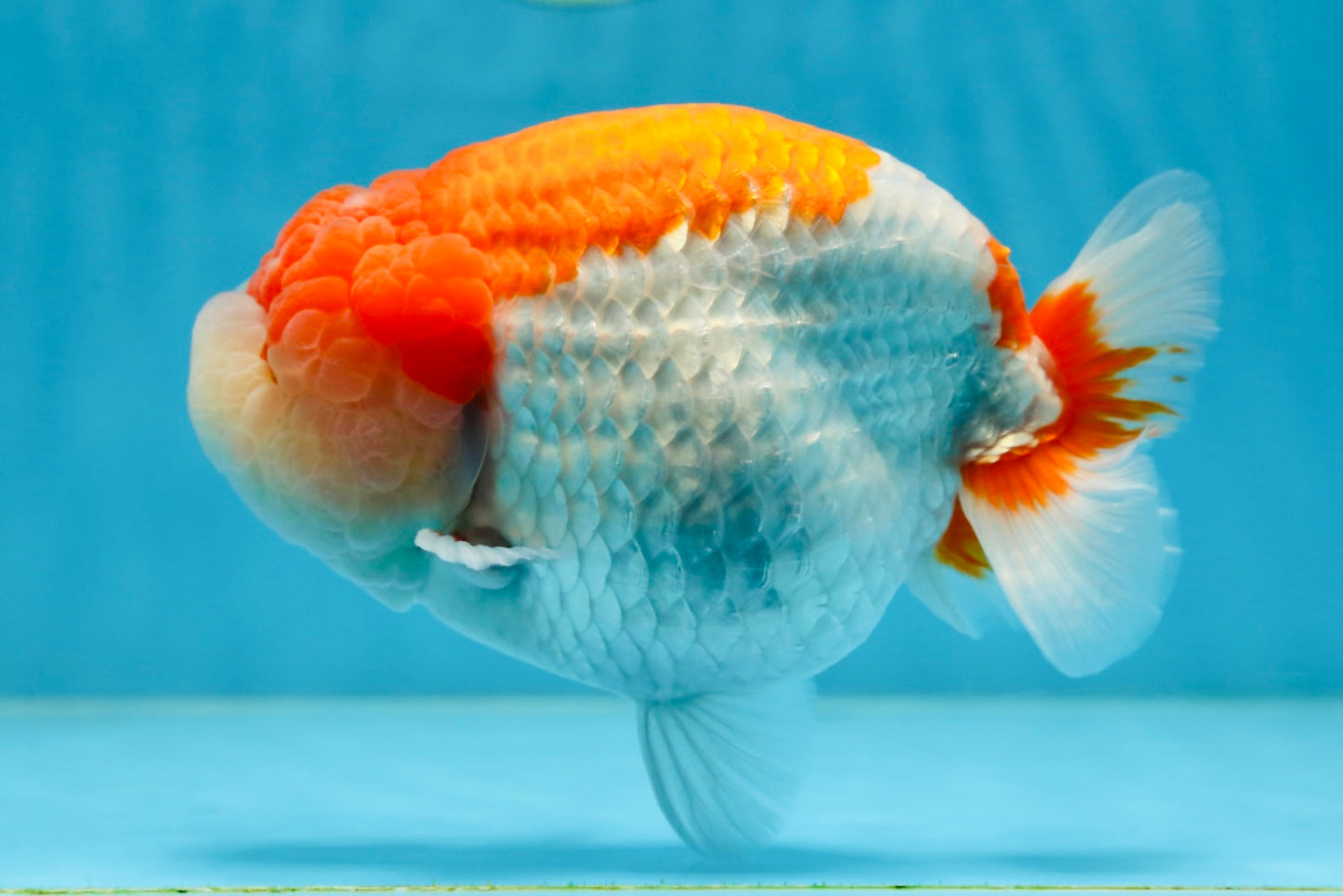 AAA Grade Red White LionKing 5.5-6 inches #081525LC_01