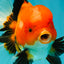 A Grade Apache Oranda Male 6 inches #080726OR_05