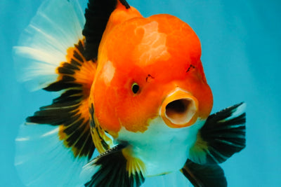 A Grade Apache Oranda Male 6 inches #080726OR_05