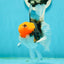 A Grade Red Head Tricolor Oranda Male 5.5 inches #112224OR_10