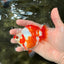 A Grade Red White Ryukin Female 4 inches #050126RK_03
