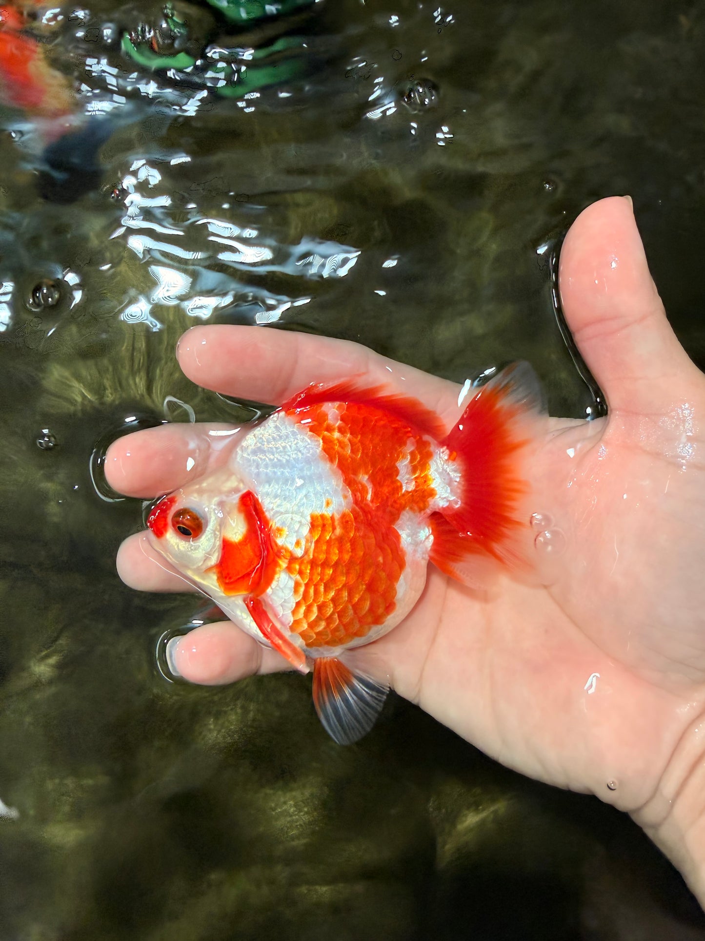 A Grade Red White Ryukin Female 4 inches #050126RK_03