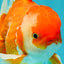 A Grade Red White Oranda Male 6 inches #081426OR_11