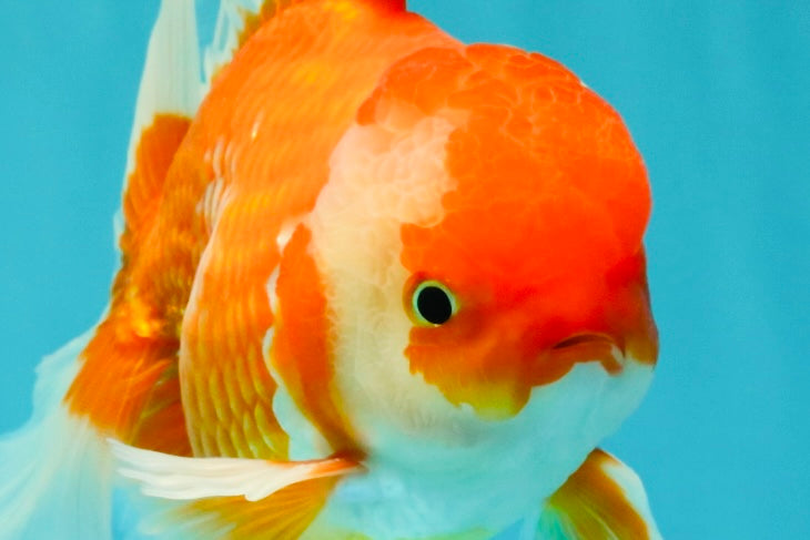 A Grade Red White Oranda Male 6 inches #081426OR_11