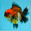 CHUNKY SUPER AAA Grade Godzilla Calico Oranda Male 6.5-7 inches #032726OR_07