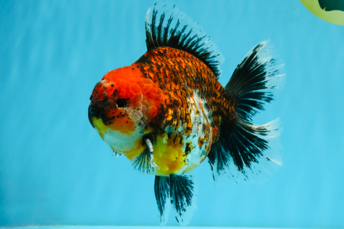 CHUNKY SUPER AAA Grade Godzilla Calico Oranda Male 6.5-7 inches #032726OR_07