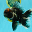 TOOTHLESS A Grade Kirin Oranda Male 6.5 inches #090426OR_01