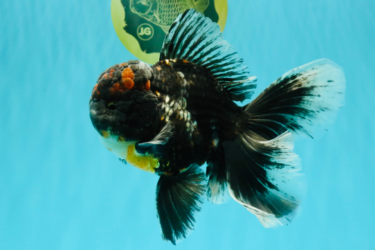 TOOTHLESS A Grade Kirin Oranda Male 6.5 inches #090426OR_01