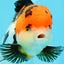 Tricolor Oranda Female 4.5-5 inches #0503OR_05