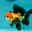 A Grade Tricolor Black Nose Oranda Male 5 inches #111524OR_22