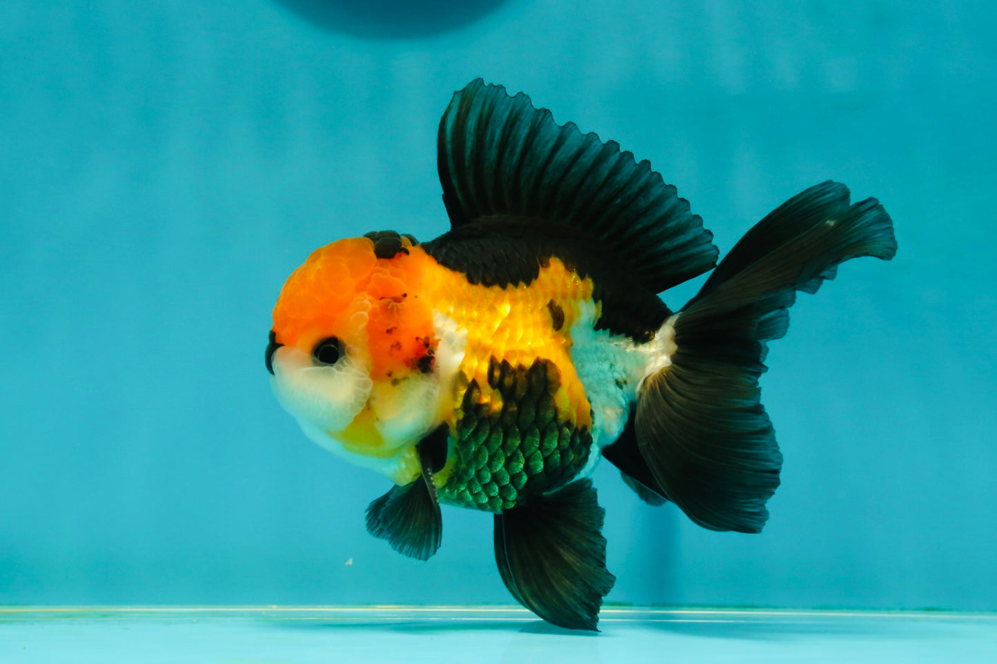 A Grade Tricolor Black Nose Oranda Male 5 inches #111524OR_22