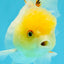 SUNNY White Oranda Female 5-5.5 inches #041026OR_08