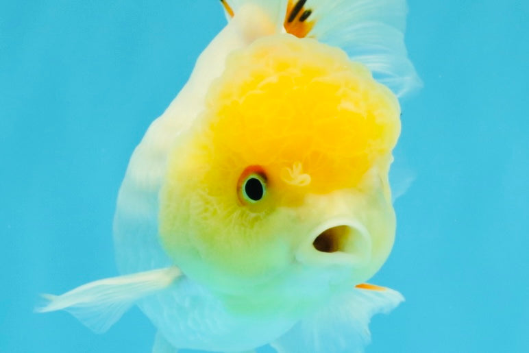 SUNNY White Oranda Female 5-5.5 inches #041026OR_08
