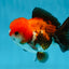 A Grade Pompom Tricolor Yuanbao Male 4.5 inches #052325YB_29
