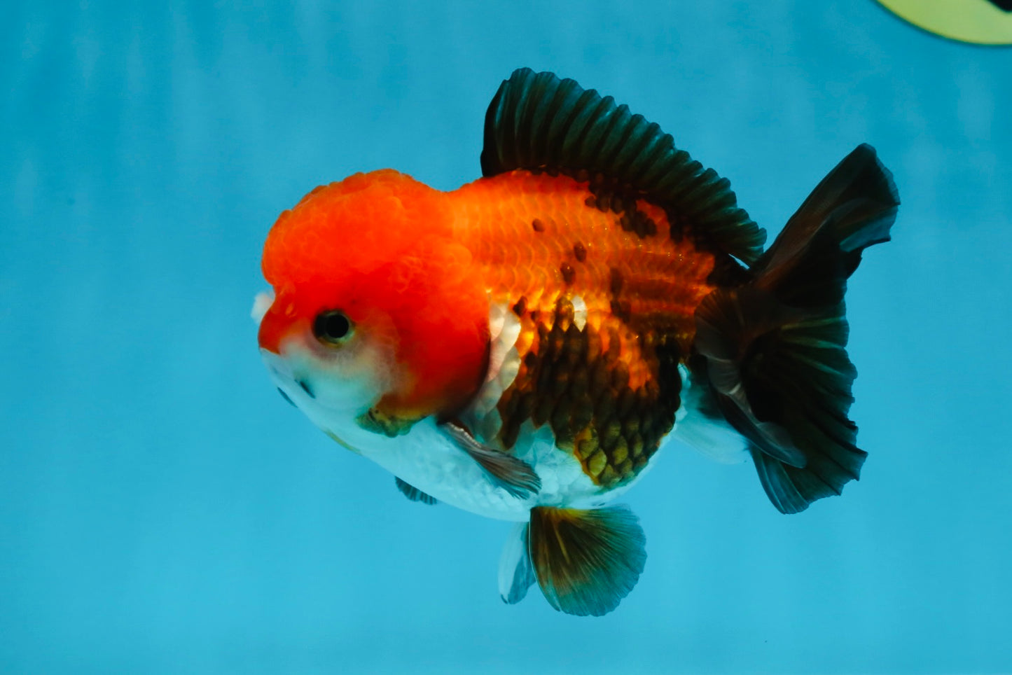 A Grade Pompom Tricolor Yuanbao Male 4.5 inches #052325YB_29