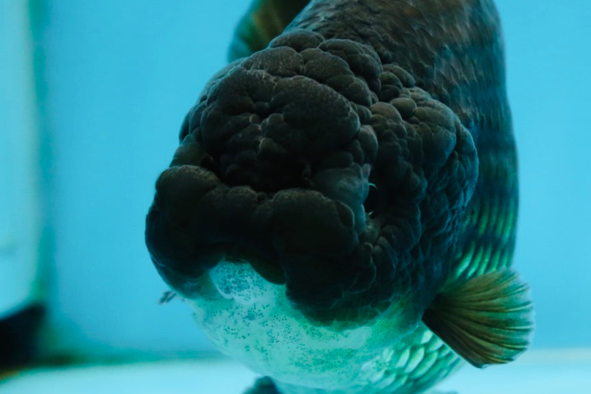 A Grade Black LionQueen 5-5.5 inches #071125LC_01