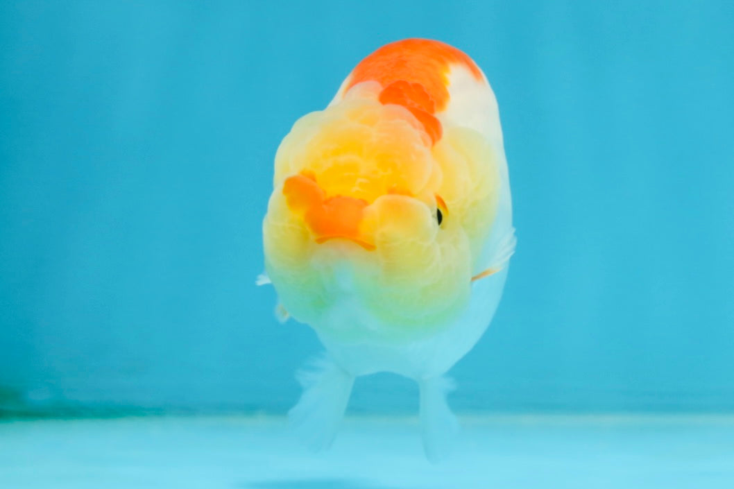 A Grade Young Red White LionQueen 4 inches #101025LC_03