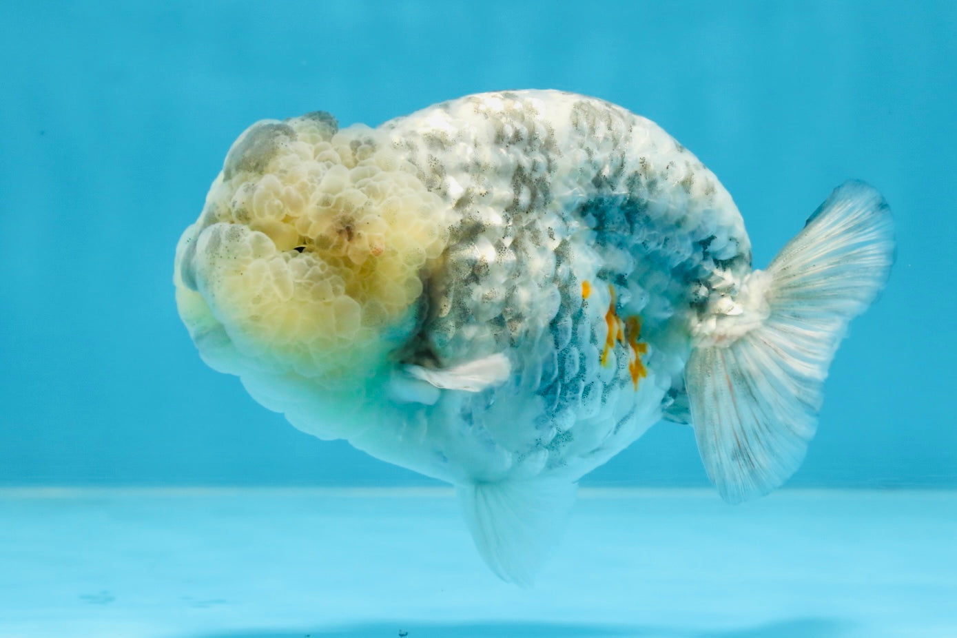 A Grade SUPER CUTE White Tiger LionKing 4.5 inches #100325LC_09