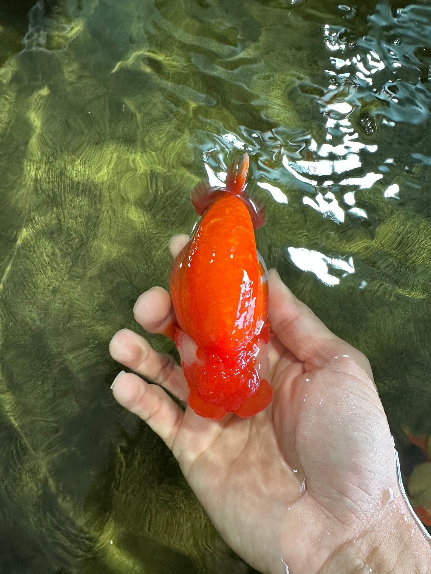 AAA Grade TOP Red White LionQueen 4.5 inches #051625LC_38