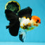 Fluffy Tail A Grade Tricolor Oranda Female 5-5.5 inches #042525OR_04
