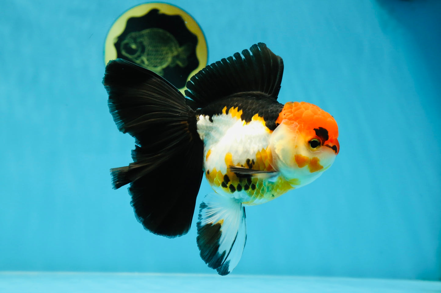 Fluffy Tail A Grade Tricolor Oranda Female 5-5.5 inches #042525OR_04