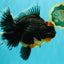 GIANT AAA Grade Red Head Kirin Oranda Male 7-7.5  inches #070326OR_05