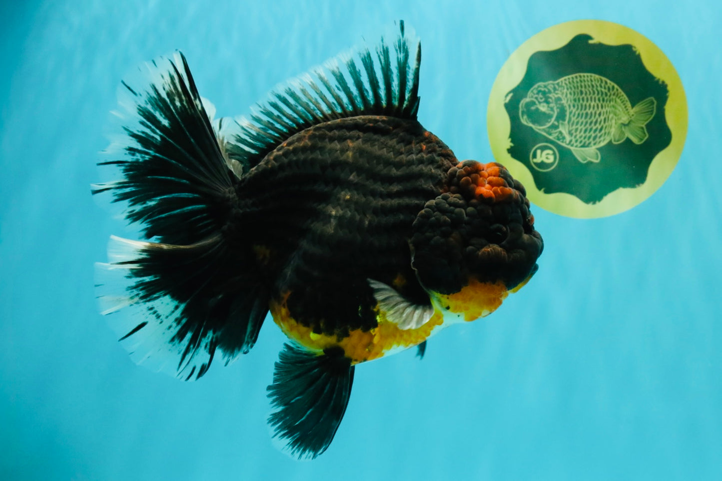 GIANT AAA Grade Red Head Kirin Oranda Male 7-7.5  inches #070326OR_05