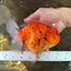 AAA Grade JUMBO Tiger Oranda Female 6-6.5 inches #062025OR_24