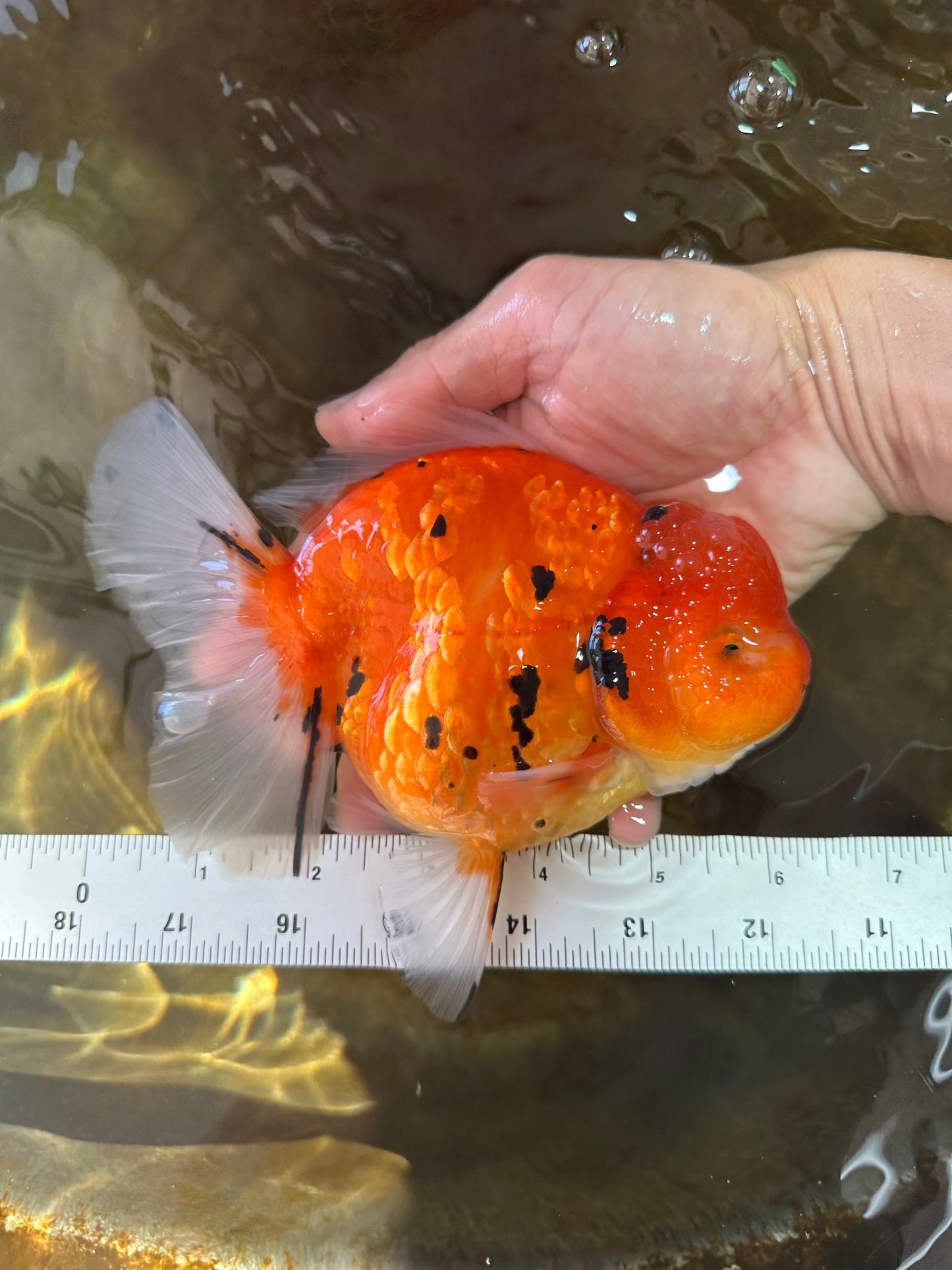 AAA Grade JUMBO Tiger Oranda Female 6-6.5 inches #062025OR_24