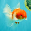 A Grade Red White Oranda Male 5.5 inches #102326OR_10