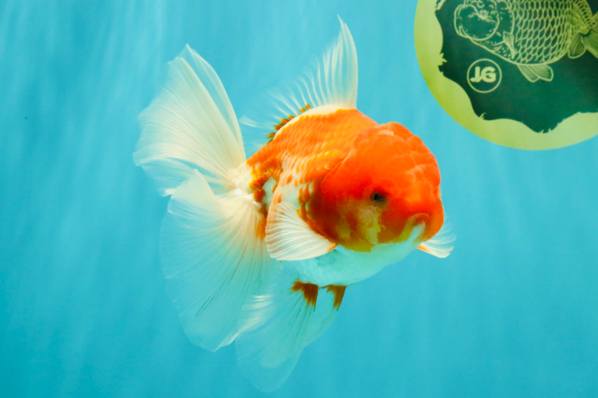 A Grade Red White Oranda Male 5.5 inches #102326OR_10