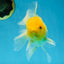 A Grade Lemonhead Oranda Male 5.5 inches #072525OR_10