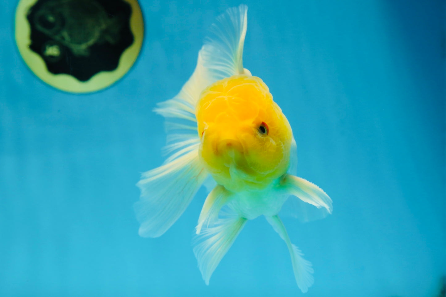 A Grade Lemonhead Oranda Male 5.5 inches #072525OR_10