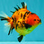 AAA Grade Tiger Yuanbao Female 5.5  inches #072426YB_29