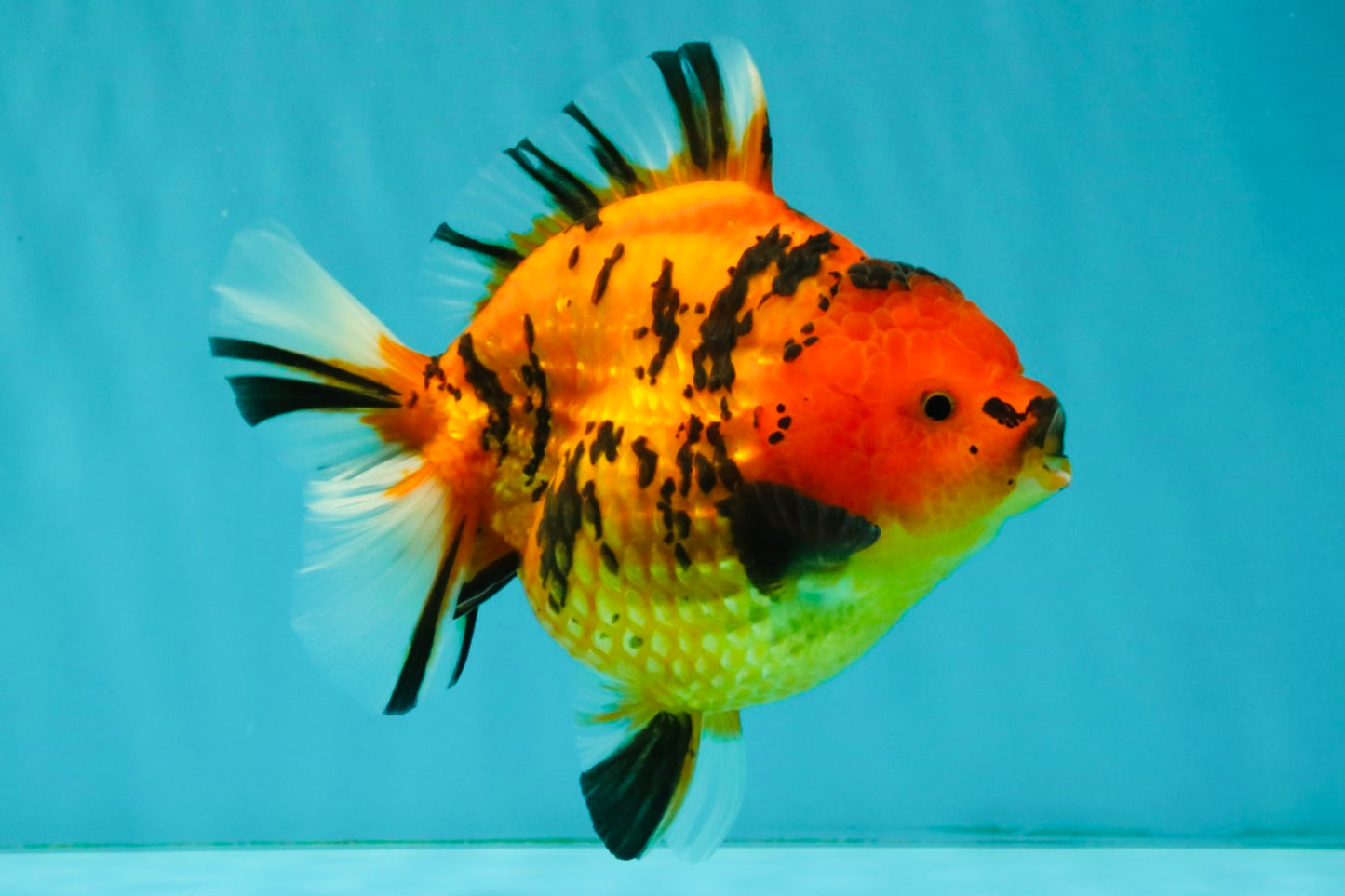 AAA Grade Tiger Yuanbao Female 5.5  inches #072426YB_29