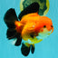 AAA Grade Apache Oranda Female 5.5-6 inches #071026OR_25
