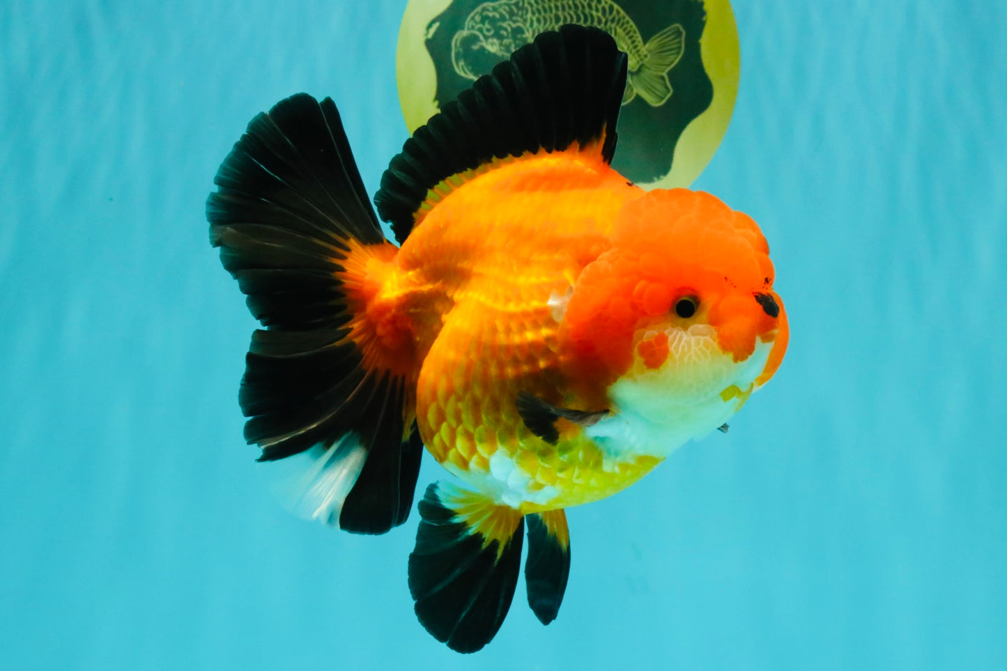 AAA Grade Apache Oranda Female 5.5-6 inches #071026OR_25