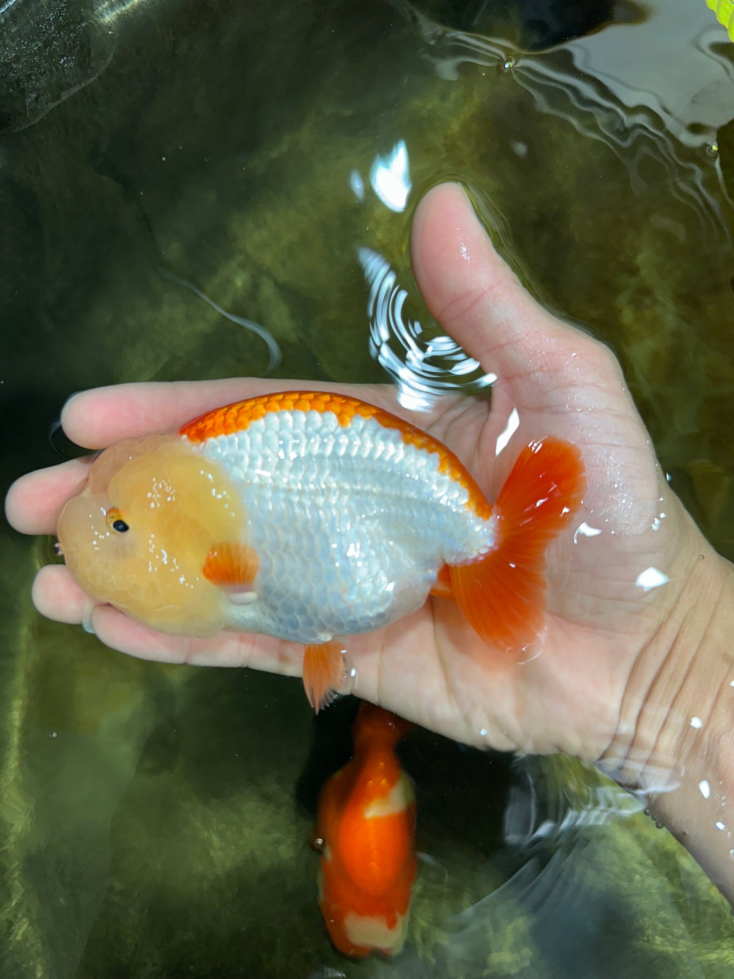 THE CUTEST WEN EVER A Grade Red White LionQueen 4.5 inches #042525LC_13