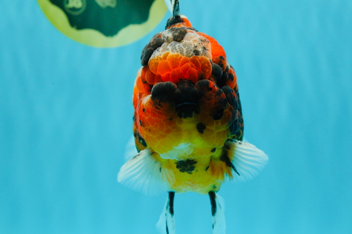 SUPER Special AAA Grade Godzilla Tiger Yuanbao Male 5 inches #022726YB_01