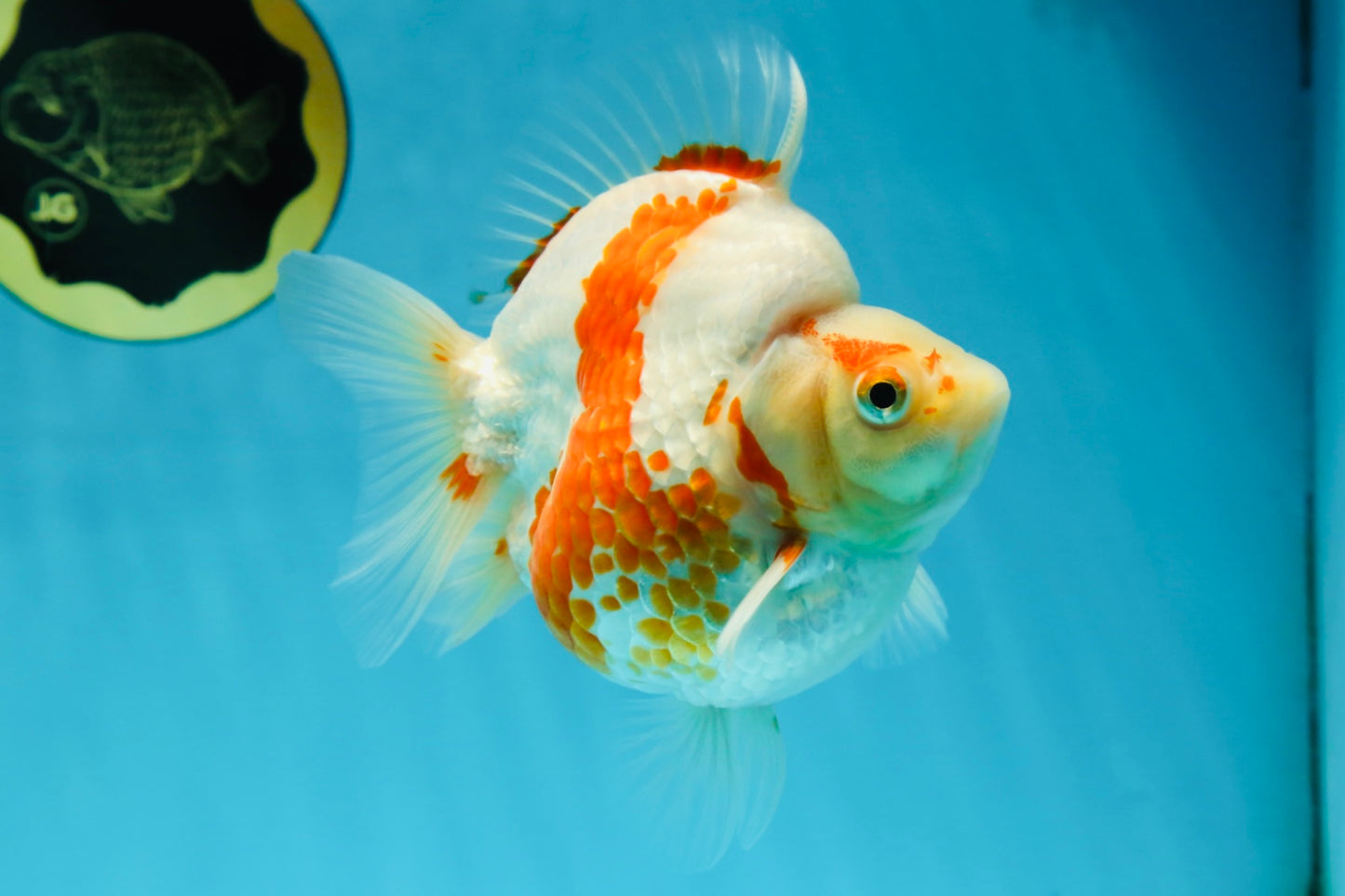 AAA GRADE Red White Ryukin Female 4.5-5 inches #050925RK_17