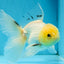 White Long Tail Oranda Male 5-5.5 inches #062025OR_15