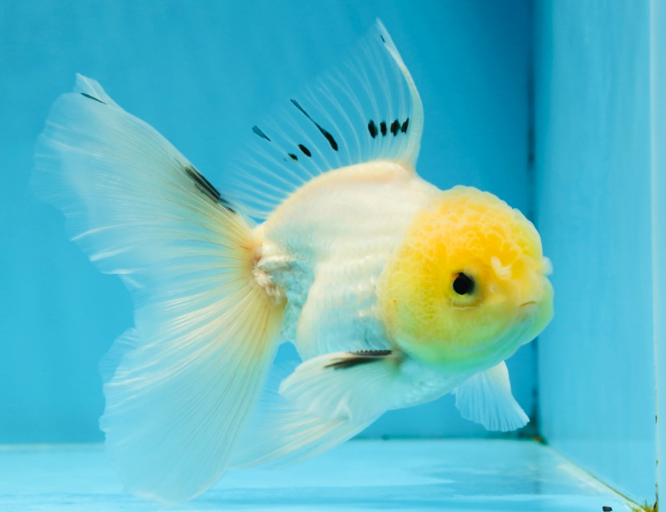 White Long Tail Oranda Male 5-5.5 inches #062025OR_15
