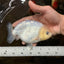A Grade Snow White Sakura Ranchu Male 5.5 inches #110725RC_15