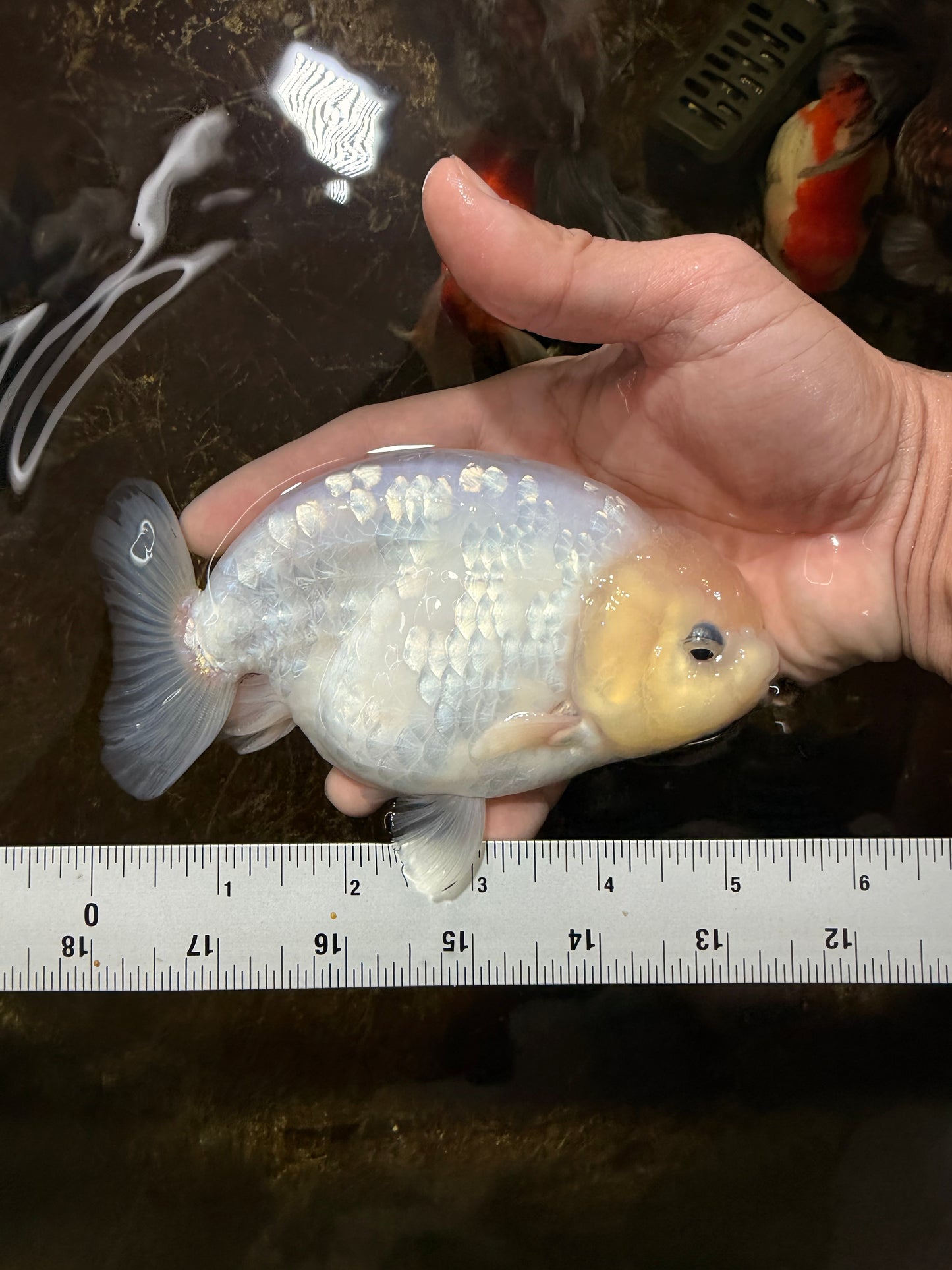 A Grade Snow White Sakura Ranchu Male 5.5 inches #110725RC_15