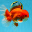 AAA Grade Young Godzilla Red White  Oranda Male 6-6.5 inches #081525OR_10