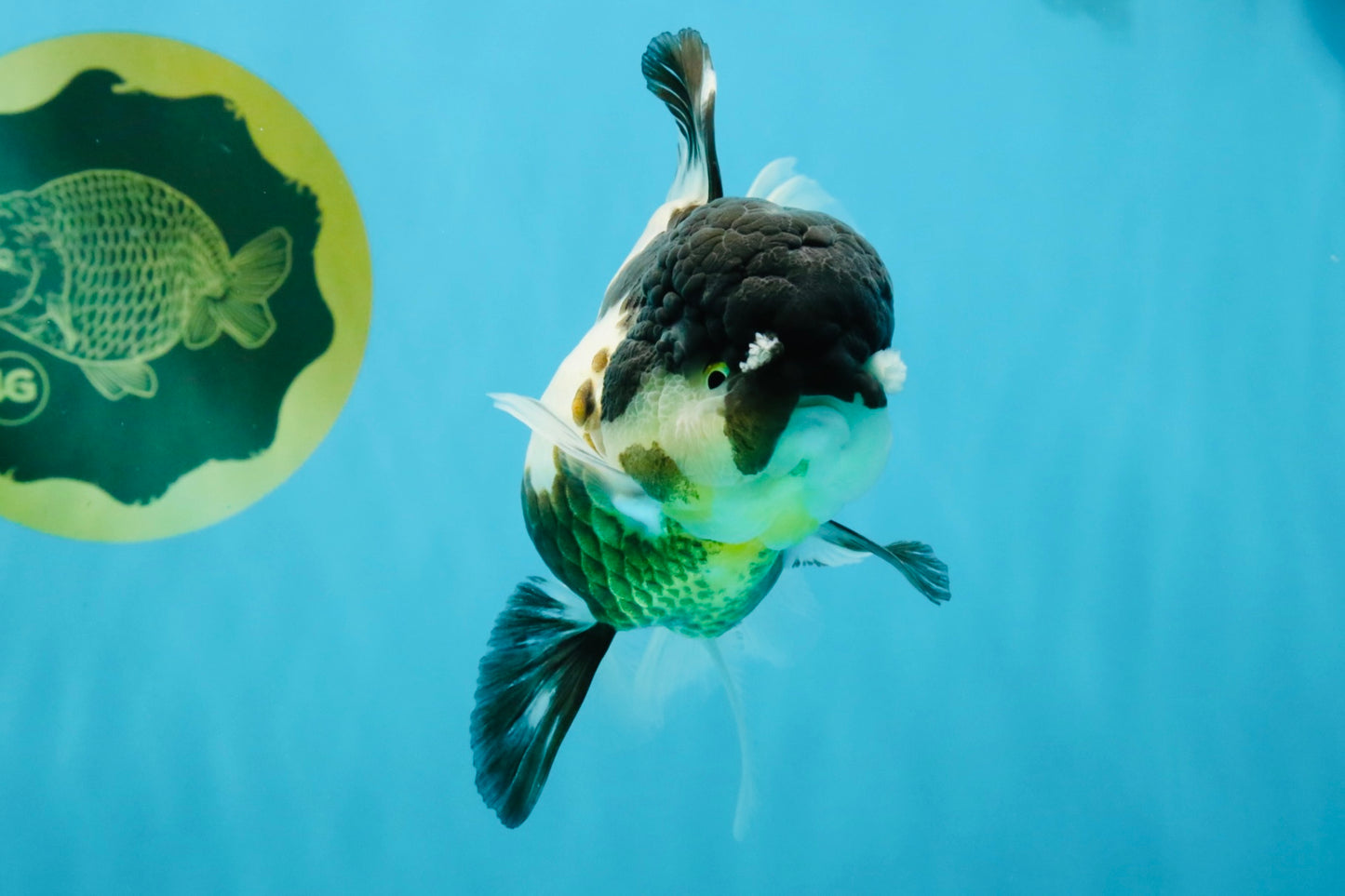 BATMAN Panda Oranda Female 5.5 inches #041026OR_09