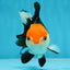A Grade Tricolor Oranda Female 4.5-5 inches #050225OR_04